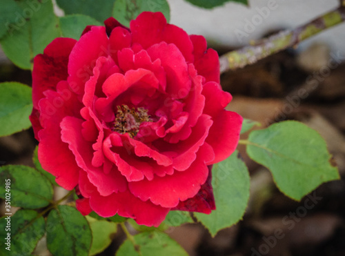 Wallpaper Mural Red rose Torontodigital.ca