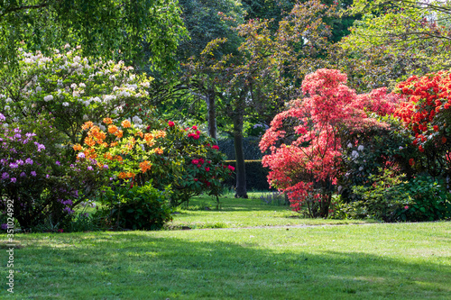 Fototapeta Naklejka Na Ścianę i Meble -  flowers in the park