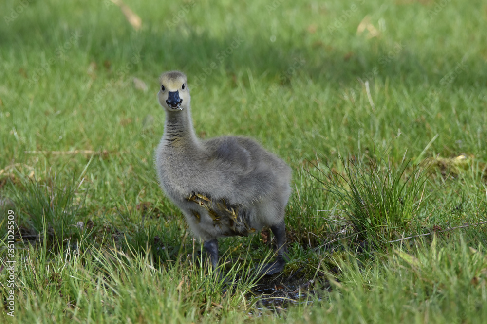 Fototapeta premium One Baby Canada Goose drinking At Presque Isle state Park