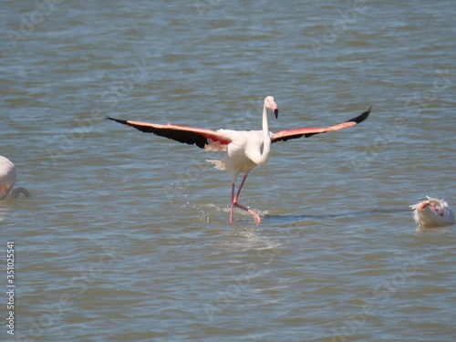 Pink Flamingo with open wings taking flight in the lagoon waters