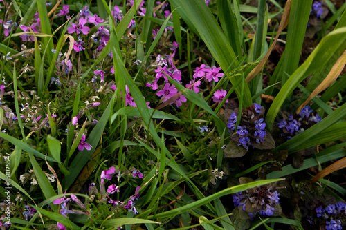 Emerald Blue Creeping Phlox - Purple flowering. Landscape design.