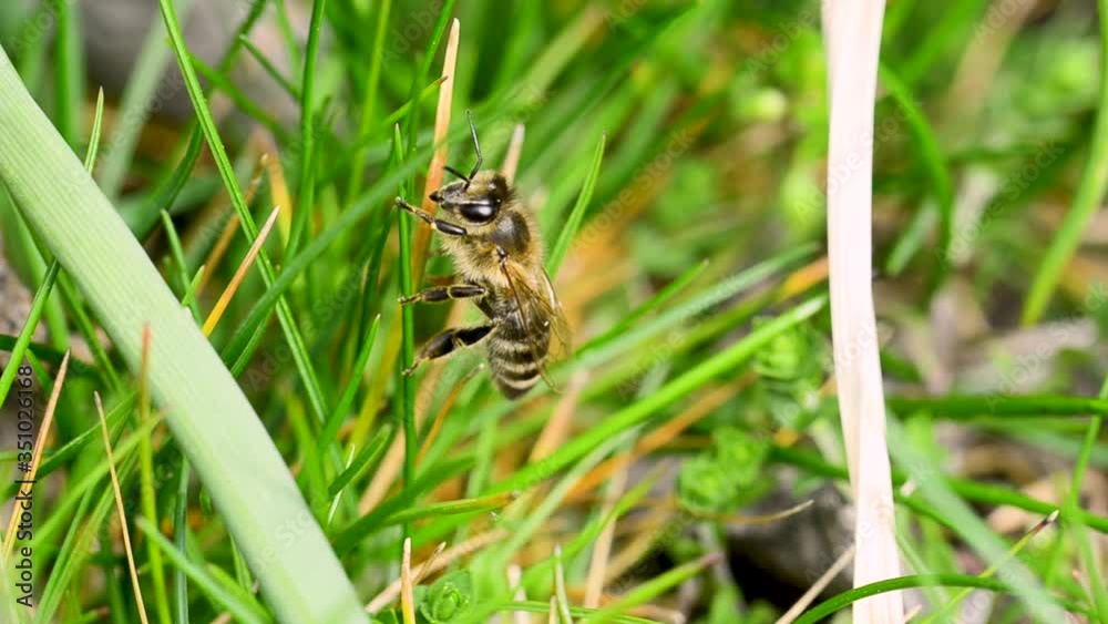 bee sits on the grass/bee sits on the grass on a sunny day. Close up bee sits on the grass/bee sits on the grass on a sunny day. Close up