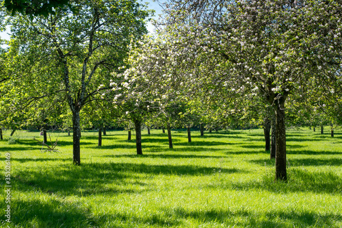 A beautiful green orchard with pink apple blossom trees in Somerset.