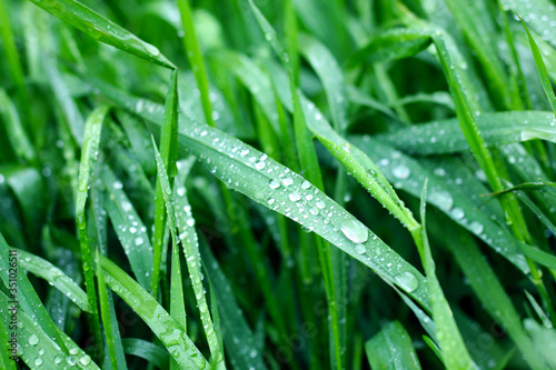  Green grass with drops of water or dew