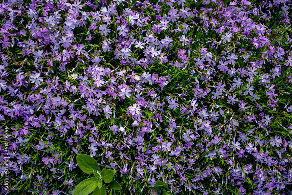 Fototapeta premium Emerald Blue Creeping Phlox - Purple flowering. Landscape design.