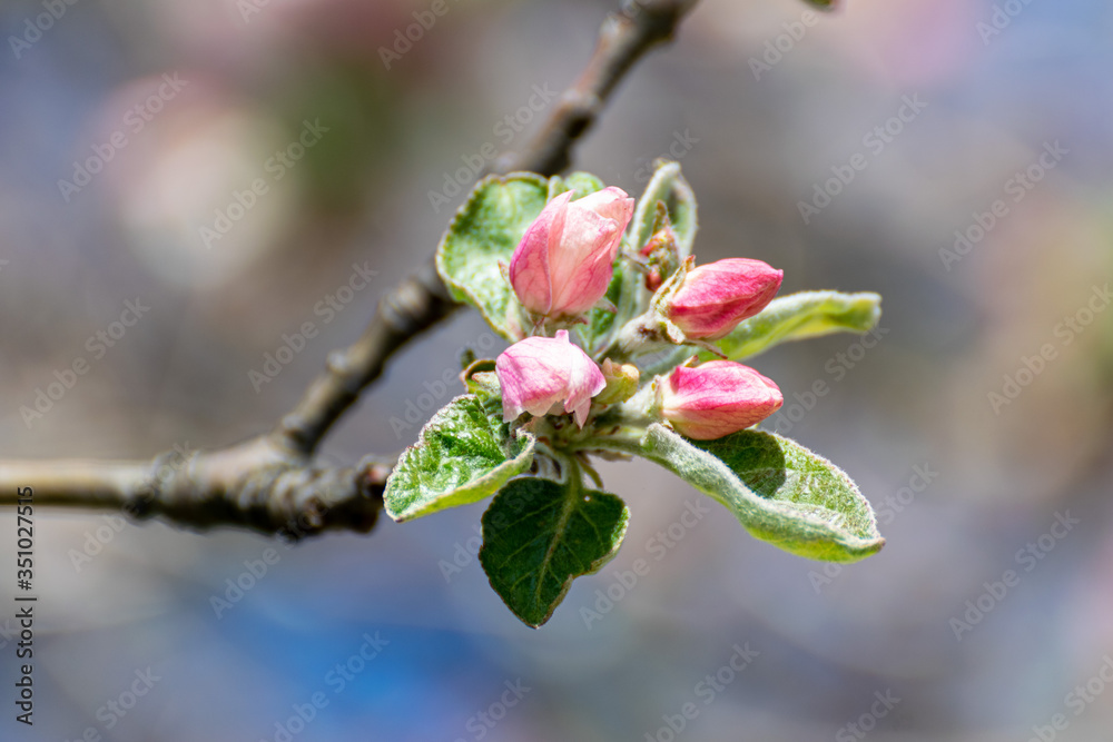 pink flowers on apple tree branch close up. spring and freshness concept. pink flowers on apple tree branch close up. spring and freshness concept.