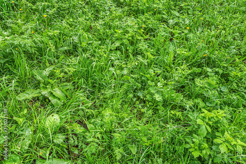 abstract background of wet grass on the lawn in the forest