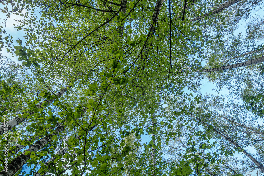 forest landscape trees with young foliage against a bright blue sky, bottom view forest landscape trees with young foliage against a bright blue sky, bottom view