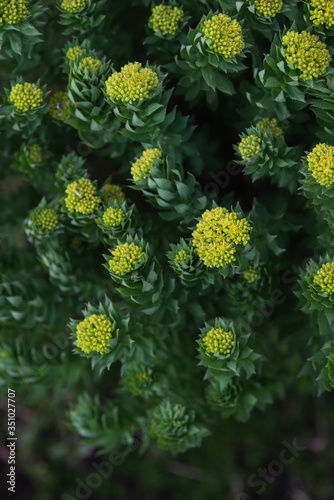 Rhodiola rosea