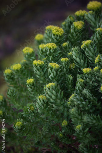 Rhodiola rosea