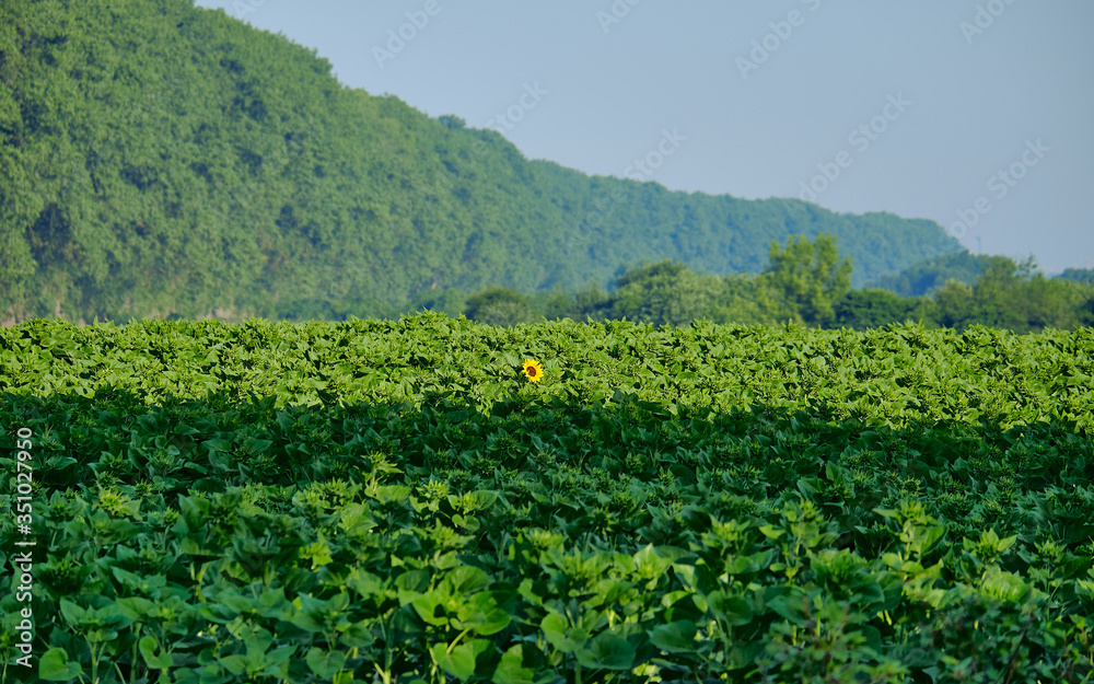 Agricultural field with unripe green sunflowers. And only one flower has opened its petals and is looking in your direction. Against the background of densely covered with deciduous trees mountains.