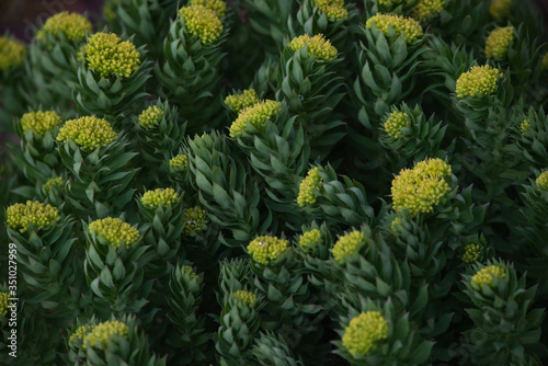 Rhodiola rosea