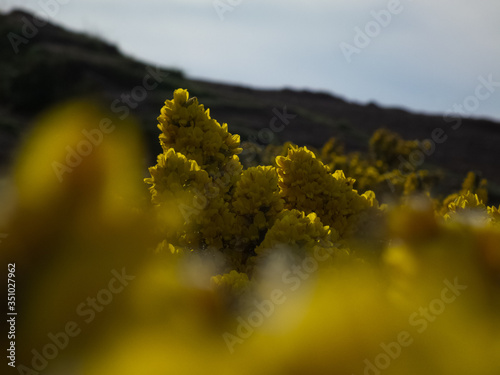 spring landscape with yellow leaves Arthur Seat Edinburgh Scotland United Kingdom