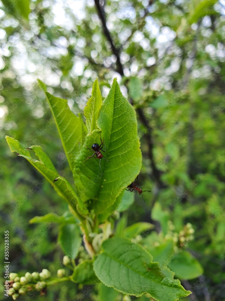 ladybird on a leaf ladybird on a leaf