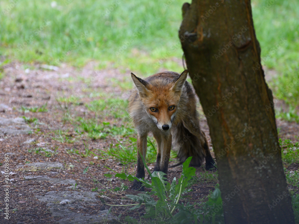 Fototapeta premium Lis