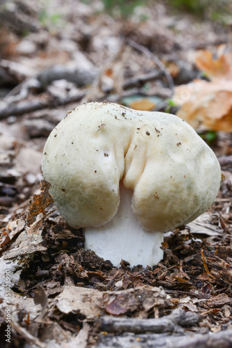 Young specimen of Russula virescens photo