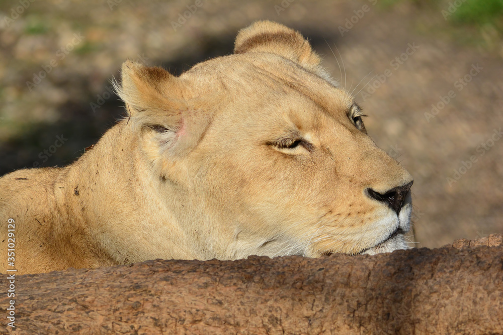 Hidden, dormant lioness close up Hidden, dormant lioness close up