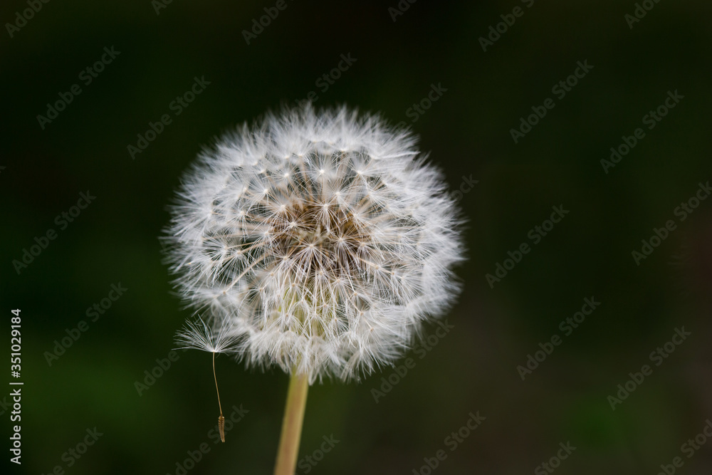 Fototapeta premium Dandelion with one spore hanging on against dark background
