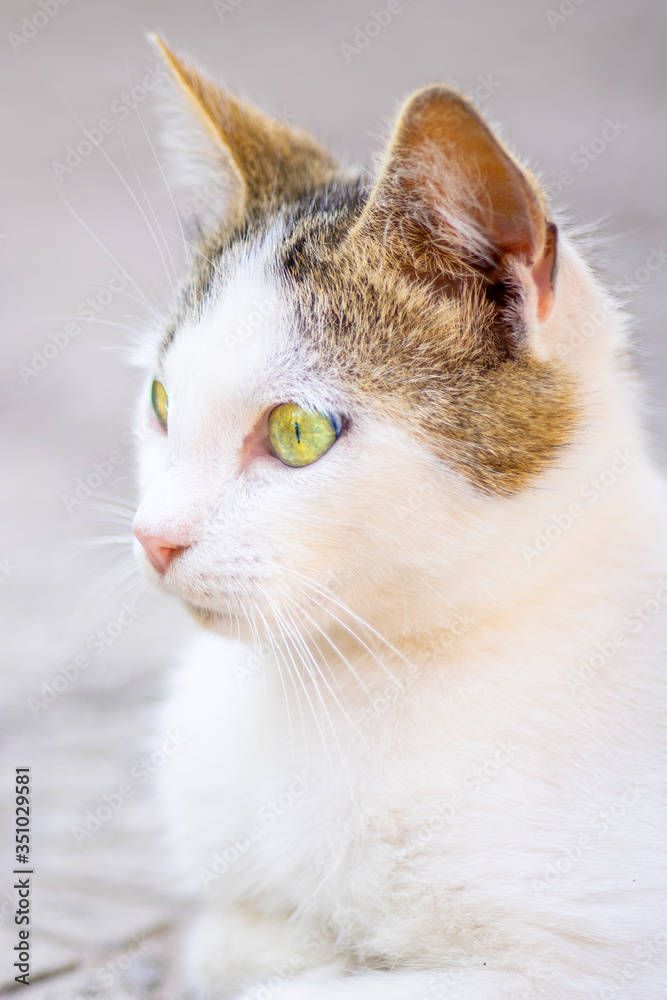 White cat with brown spots in hair color, face closeup in a summer garden