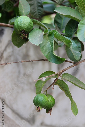 guava plant and fruit on branch attached growing.