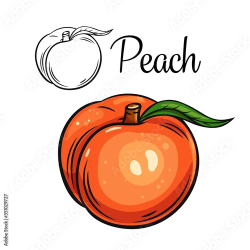 Peach vector drawing icon