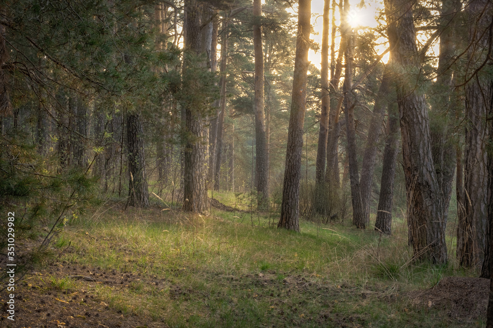 Fototapeta premium May Forest. Dubna.