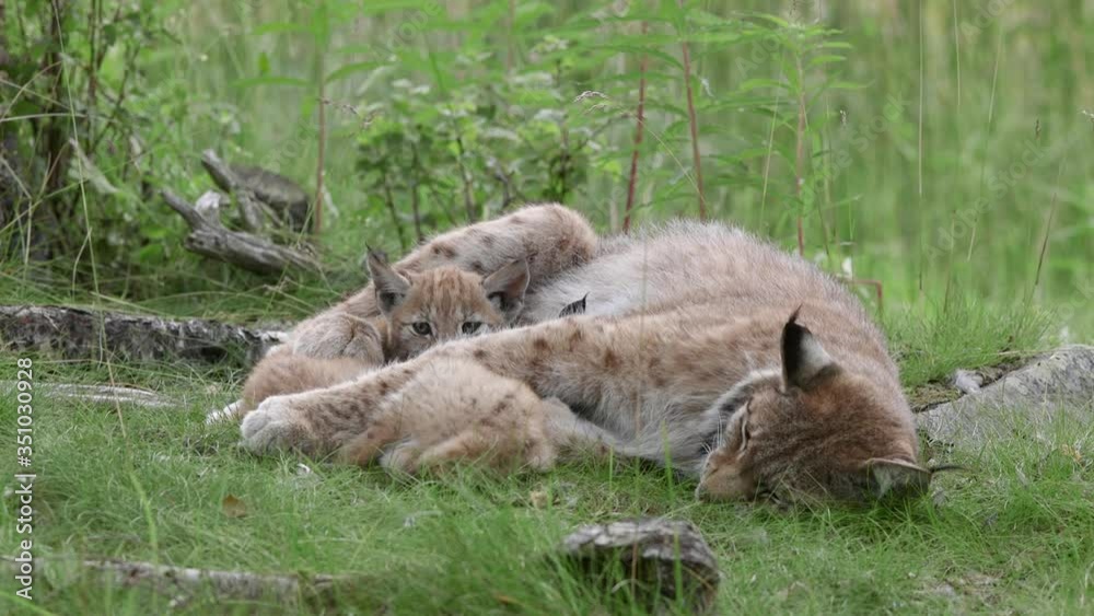 lynx animal mother with cubs siblings laying relaxed on ground lynx animal mother with cubs siblings laying relaxed on ground