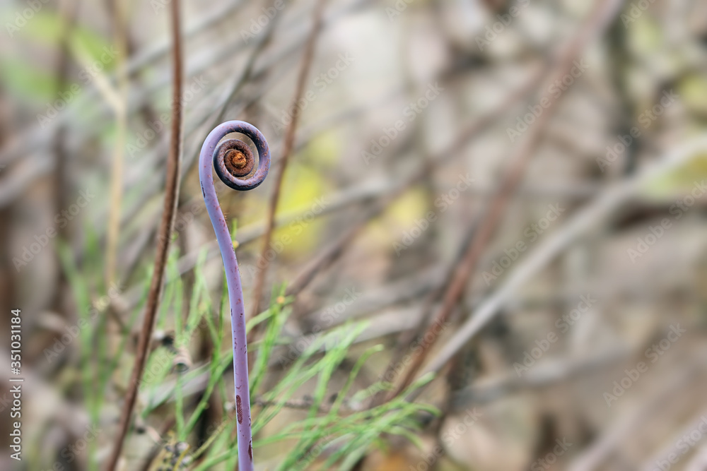 view of thin purple uluhe fern shoot growing in the wild near Hawaii Volcanoes National Park view of thin purple uluhe fern shoot growing in the wild near Hawaii Volcanoes National Park