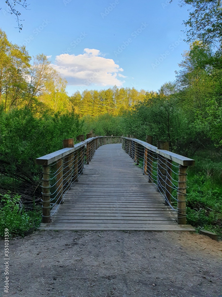 Fototapeta premium Łosiowe Bagna - Elk Marshes