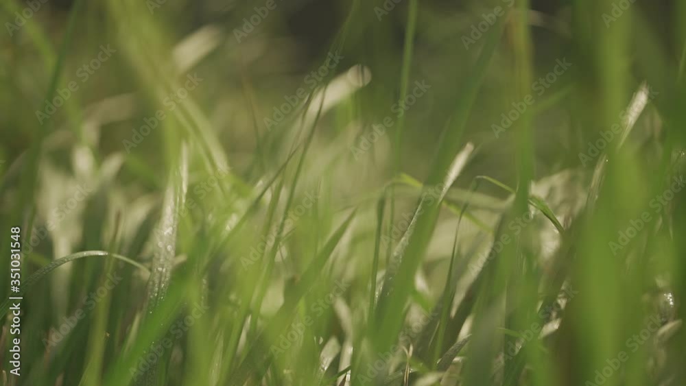Rack focus shot of green grass in the morning (slow motion 120fps) Rack focus shot of green grass in the morning (slow motion 120fps)