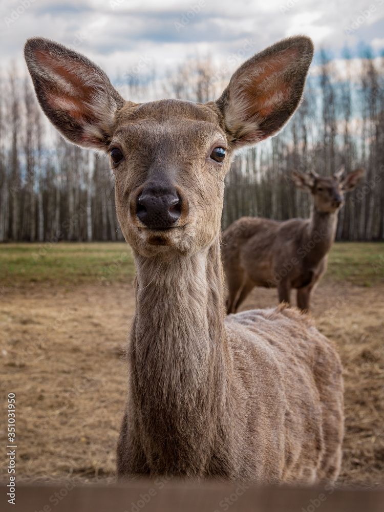 Closeup portrait of cute young red deer, domesticated animal looking directly at camera with interest, focus on eyes Closeup portrait of cute young red deer, domesticated animal looking directly at camera with interest, focus on eyes