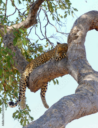 Leopard sleeping on a branch in Botswana © Irene
