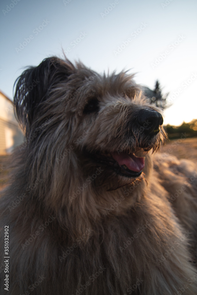 Happy furry dog with a sunset in a park.