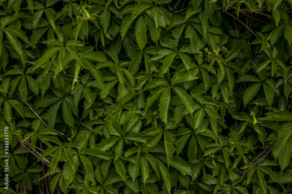 moody green foliage rain forest plant nature background wallpaper poster with shadow gradient moody green foliage rain forest plant nature background wallpaper poster with shadow gradient