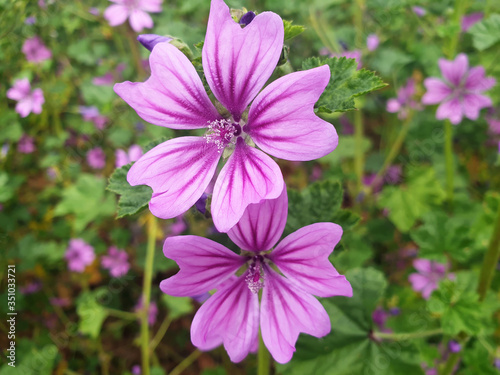 A Mallow or Malva plant growing in a meadow.