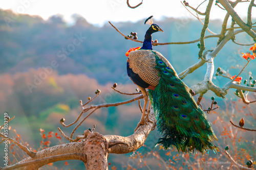 Fotografia A real peacock sitting on a tree with an open feathers
