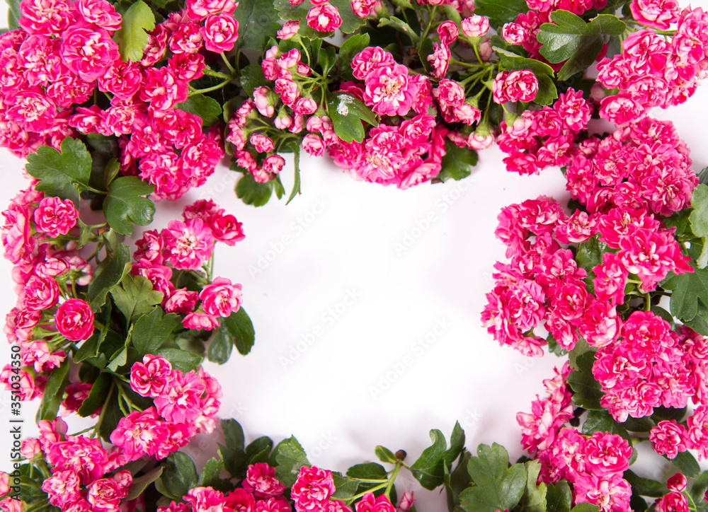 Garland of Midland hawthorn (Crataegus laevigata) branch with blossoms on a white background with text space Garland of Midland hawthorn (Crataegus laevigata) branch with blossoms on a white background with text space