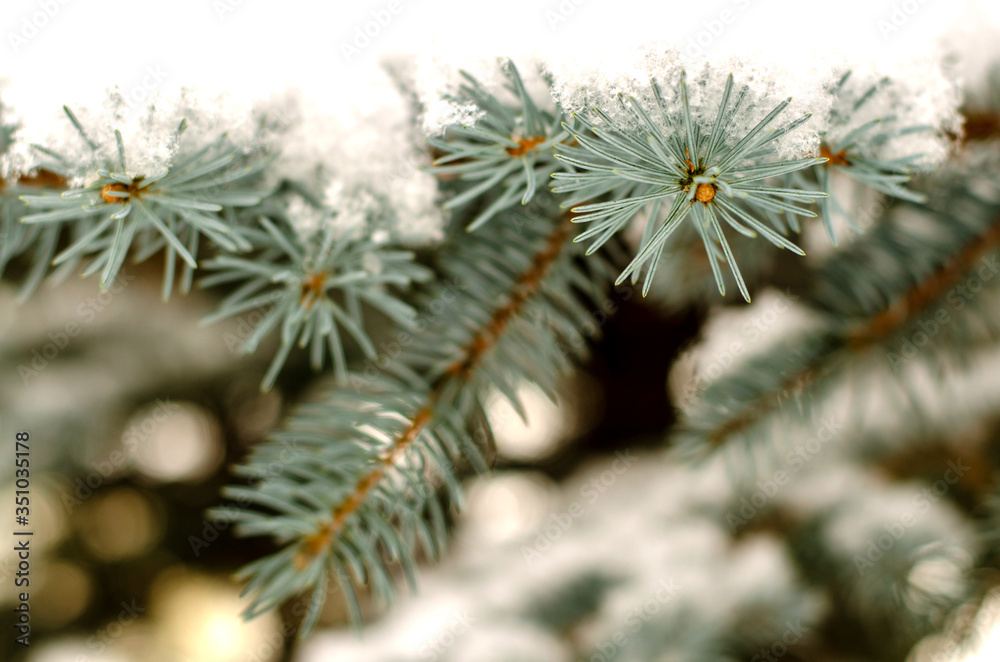 branch spruce closeup covered with snow. Evergreen tree in winter. Snowfall in a big city.