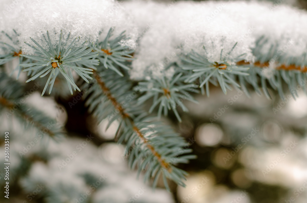 branch spruce closeup covered with snow. Evergreen tree in winter. Snowfall in a big city. branch spruce closeup covered with snow. Evergreen tree in winter. Snowfall in a big city.