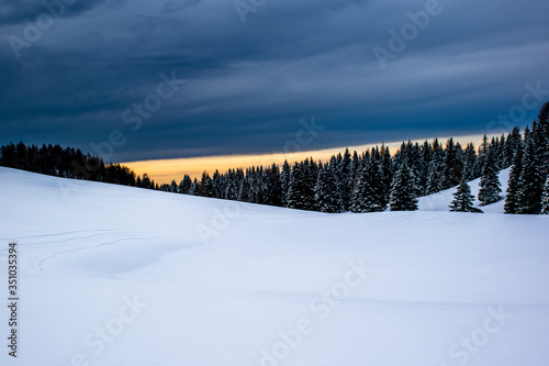 pine trees, snow and sunset