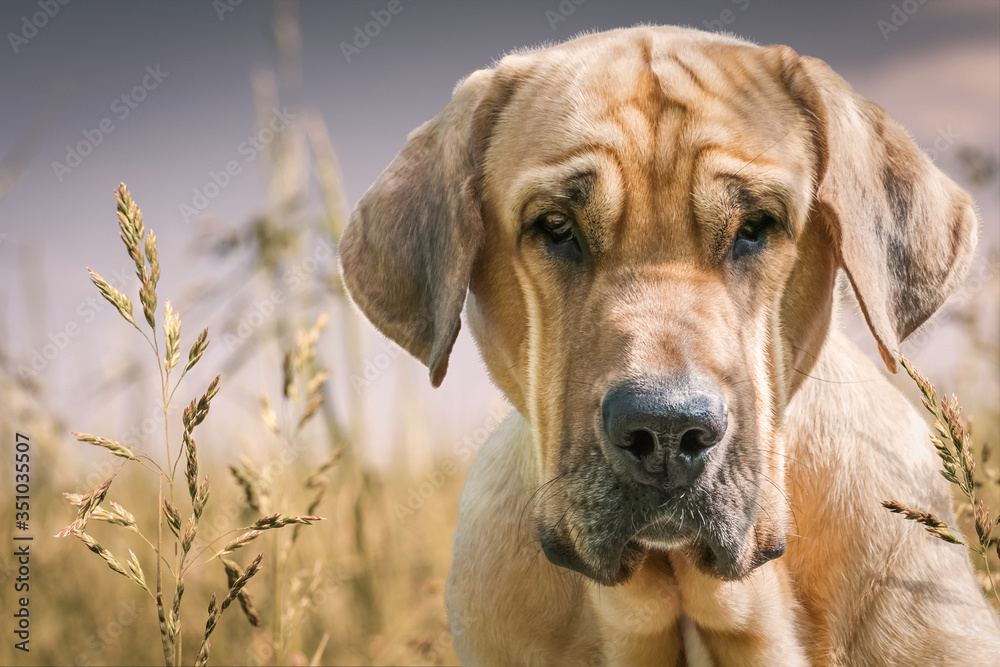 Portrait von einem Hund Broholmer auf einer Graswiese Stock Photo | Adobe  Stock