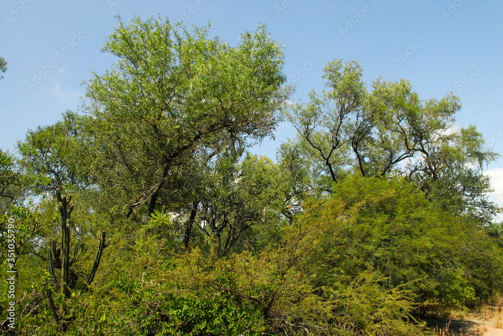 Flora Santiago del Estero