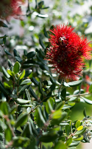 red and yellow flower