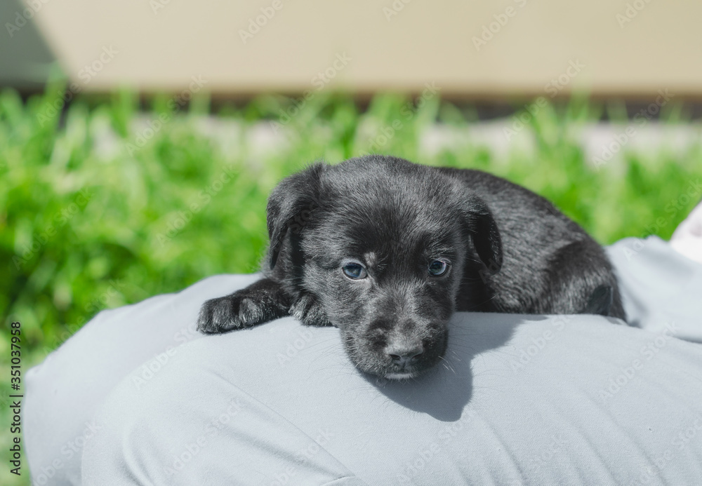 Φωτογραφία black puppy lays on the lap of a man in blue trousers
