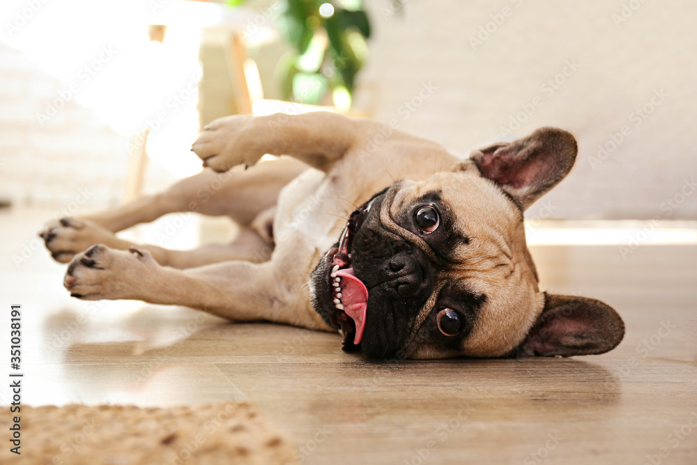 Funny dreamy frenchie with sad facial expression lying funny on his side on the floor. Fawn french bulldog with black mask at home. Purebred dog with wrinkled face. Close up, copy space, background.