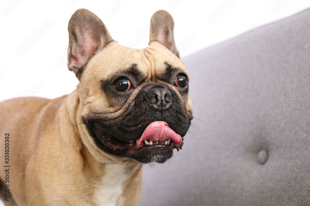 Funny dreamy frenchie with sad facial expression sitting on grey textile couch. Fawn french bulldog with black mask at home. Purebred dog with wrinkled face. Close up, copy space, background.
