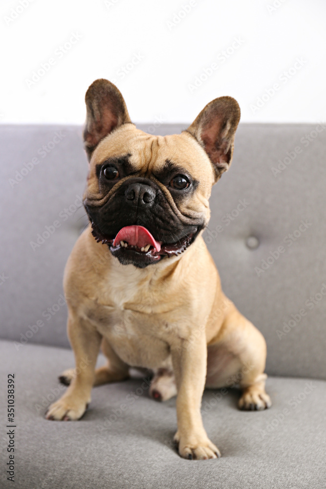Funny dreamy frenchie with sad facial expression sitting on grey textile couch. Fawn french bulldog with black mask at home. Purebred dog with wrinkled face. Close up, copy space, background.