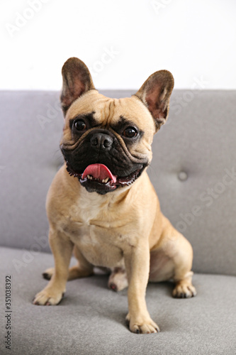 Funny dreamy frenchie with sad facial expression sitting on grey textile couch. Fawn french bulldog with black mask at home. Purebred dog with wrinkled face. Close up, copy space, background. © Evrymmnt