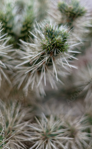 close up cactus spines