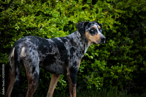Catahoula Leopard Dog by bushes